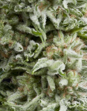Amnesia Gold Autofloreciente Pyramid Seeds
