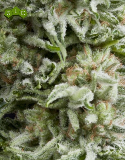 Amnesia Gold Autofloreciente Pyramid Seeds
