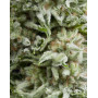 Amnesia Gold Autofloreciente Pyramid Seeds