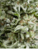 Amnesia Gold Autofloreciente Pyramid Seeds