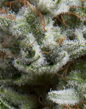 Anesthesia Autofloreciente Pyramid Seeds