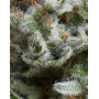Anesthesia Autofloreciente Pyramid Seeds