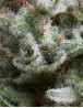Anesthesia Autofloreciente Pyramid Seeds