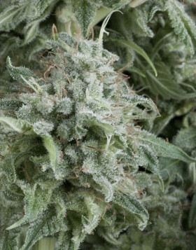 Anubis Autofloreciente Pyramid Seeds