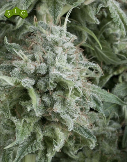 Anubis Autofloreciente Pyramid Seeds