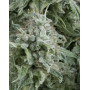 Anubis Autofloreciente Pyramid Seeds