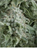 Anubis Autofloreciente Pyramid Seeds