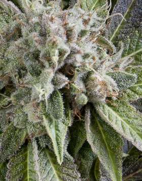 Blue Pyramid Autofloreciente Pyramid Seeds