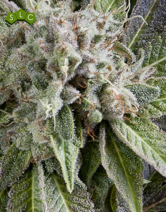 Blue Pyramid Autofloreciente Pyramid Seeds