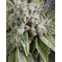 Blue Pyramid Autofloreciente Pyramid Seeds