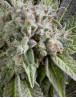 Blue Pyramid Autofloreciente Pyramid Seeds