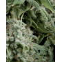 CBD Northern Light Autofloreciente Pyramid Seeds