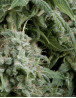 CBD Northern Light Autofloreciente Pyramid Seeds