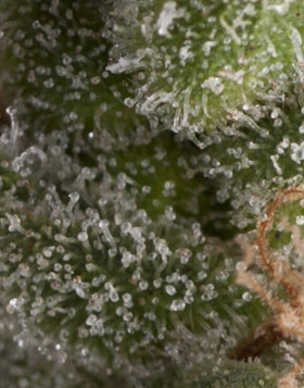 Fresh Candy Autofloreciente Pyramid Seeds