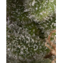 Fresh Candy Autofloreciente Pyramid Seeds