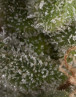 Fresh Candy Autofloreciente Pyramid Seeds