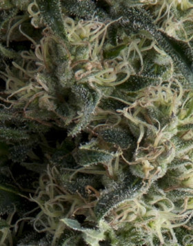 Galaxy Autofloreciente Pyramid Seeds