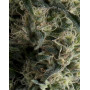 Galaxy Autofloreciente Pyramid Seeds