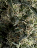 Galaxy Autofloreciente Pyramid Seeds