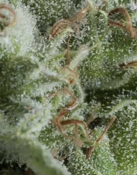 Kriptonite Autofloreciente Pyramid Seeds