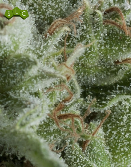 Kriptonite Autofloreciente Pyramid Seeds