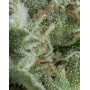 Kriptonite Autofloreciente Pyramid Seeds