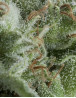Kriptonite Autofloreciente Pyramid Seeds