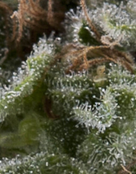 Lennon Autofloreciente Pyramid Seeds