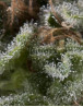 Lennon Autofloreciente Pyramid Seeds