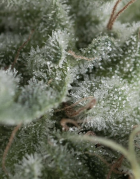 Nefertiti Autofloreciente Pyramid Seeds