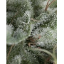 Nefertiti Autofloreciente Pyramid Seeds