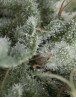 Nefertiti Autofloreciente Pyramid Seeds