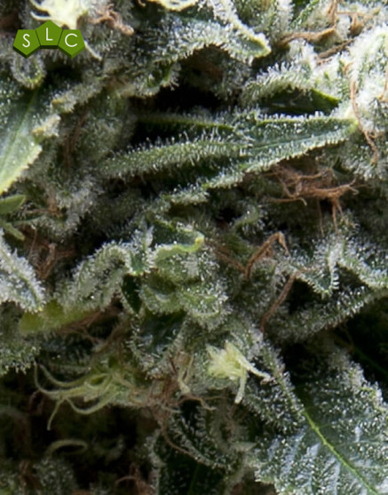 New York CIty Autofloreciente Pyramid Seeds