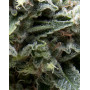 New York CIty Autofloreciente Pyramid Seeds