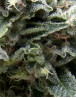 New York CIty Autofloreciente Pyramid Seeds