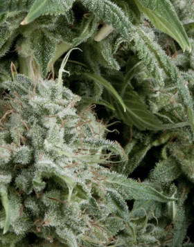 Northern Lights Autofloreciente Pyramid Seeds