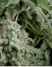 Northern Lights Autofloreciente Pyramid Seeds