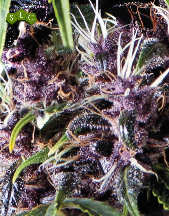 Purple Autofloreciente Pyramid Seeds