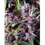 Purple Autofloreciente Pyramid Seeds