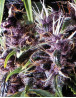 Purple Autofloreciente Pyramid Seeds