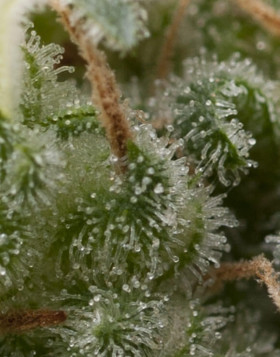 Super Hash Autofloreciente Pyramid Seeds