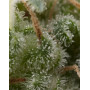 Super Hash Autofloreciente Pyramid Seeds