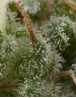 Super Hash Autofloreciente Pyramid Seeds