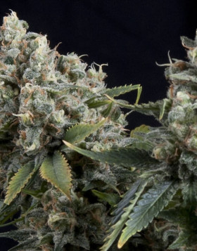 Tutankhamon Autofloreciente Pyramid Seeds