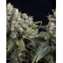 Tutankhamon Autofloreciente Pyramid Seeds