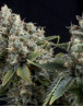 Tutankhamon Autofloreciente Pyramid Seeds