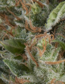 Wembley Autofloreciente Pyramid Seeds