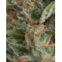 Wembley Autofloreciente Pyramid Seeds