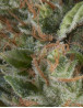 Wembley Autofloreciente Pyramid Seeds