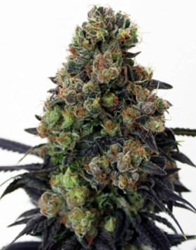 Acid Dough Feminizada Ripper Seeds